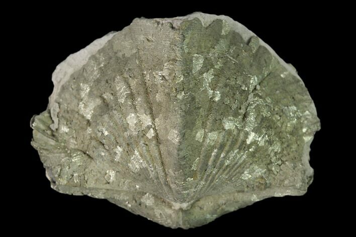 Pyrite Replaced Brachiopod (Paraspirifer) Fossil - Ohio #160081